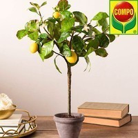 Фото Торфосмесь Compo Sana для цитрусовых растений 10 л 1671
